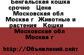 Бенгальская кошка срочно › Цена ­ 5 000 - Московская обл., Москва г. Животные и растения » Кошки   . Московская обл.,Москва г.